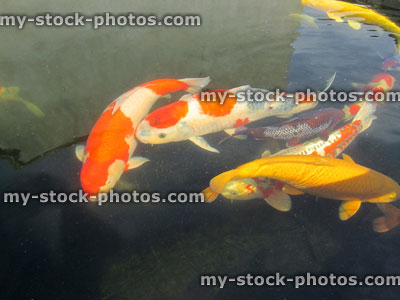 Stock image of large koi carp swimming in pond, high grade fish, kohaku, chagoi