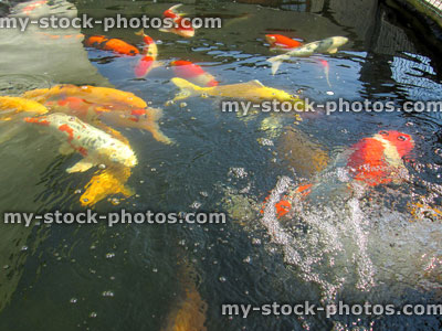 Stock image of large koi carp swimming, high grade pond fish, kohaku, yellow ogons