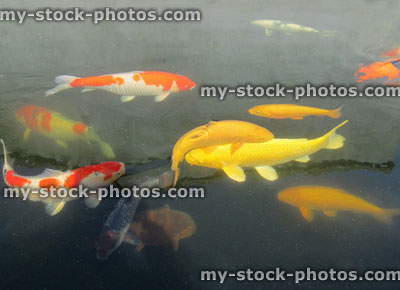 Stock image of large koi carp in pond, high grade fish, yellow ogons, kohaku