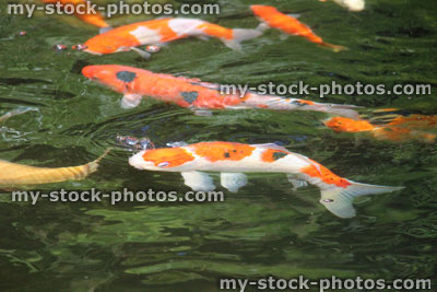 Stock image of large koi carp swimming in pond, high grade fish, kohaku, gosanke