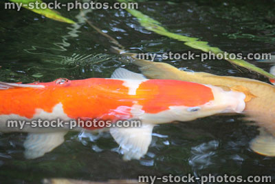 Stock image of large koi carp swimming in pond, high grade fish, kohaku, chagoi