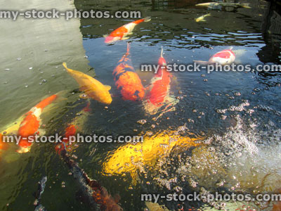 Stock image of large koi carp swimming, high grade pond fish, kohaku, ogons, hi utsuri