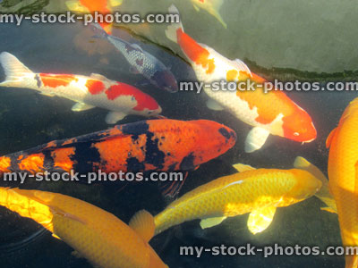 Stock image of large koi carp swimming, high grade pond fish, kohaku, ogons, hi utsuri