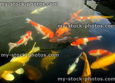 Stock image of large koi carp swimming, high grade pond fish, kohaku, ogons, hi utsuri