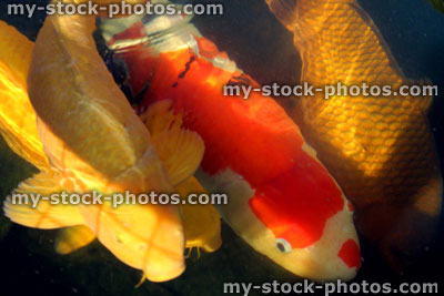 Stock image of large koi carp swimming, high grade pond fish, sanke, ogons, chagoi