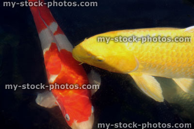 Stock image of large koi carp swimming, high grade pond fish, yellow ogon, kohaku