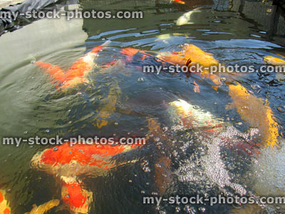Stock image of large koi carp swimming in pond, high grade fish, kohaku, ogons