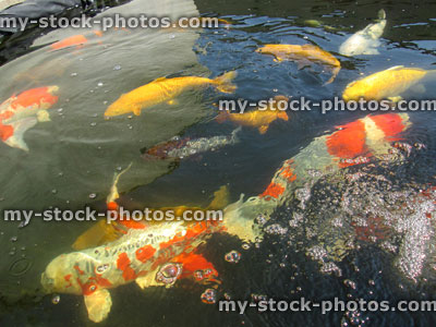 Stock image of large koi carp swimming in pond, high grade fish, kujaku, kohaku