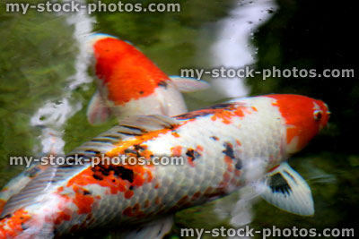 Stock image of Sanke and Kohaku Koi Carp (close up)