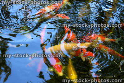 Stock image of colourful koi carp feeding, splashing in garden pond