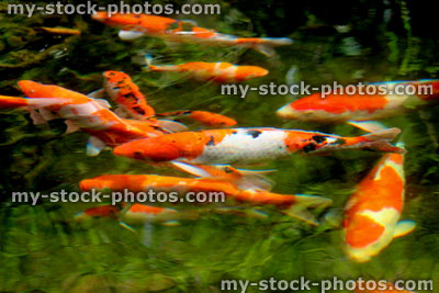 Stock image of koi carp swimming in a domestic pond (close up)
