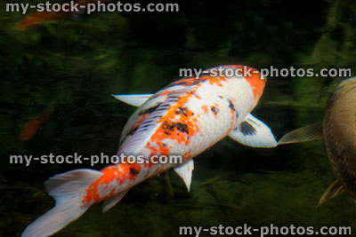 Stock image of female Sanke Koi Carp (close up)