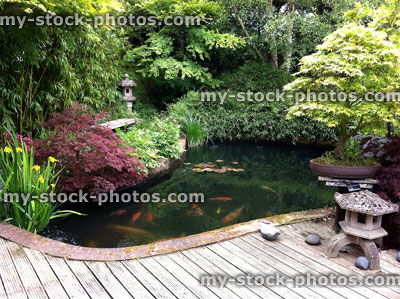 Stock image of Japanese garden with koi pond, bamboo, maples, bonsai