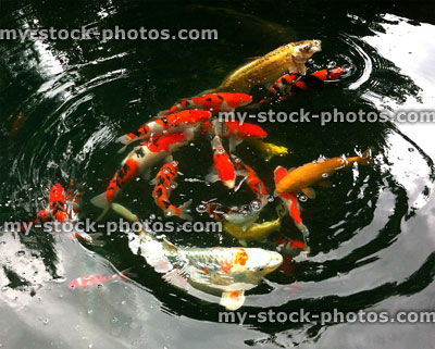 Stock image of large koi carp feeding in a garden pond