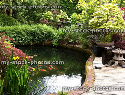 Stock image of Japanese garden with koi pond, bamboo, maples, bonsai