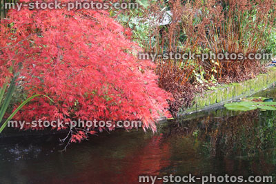 Stock image of garden pond with dissected Japanese maple, autumn fall colours, acer palmatum