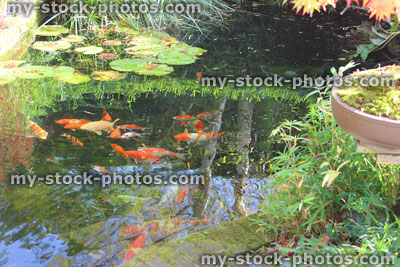 Stock image of koi carp pond, Japanese style garden, red and white kohaku
