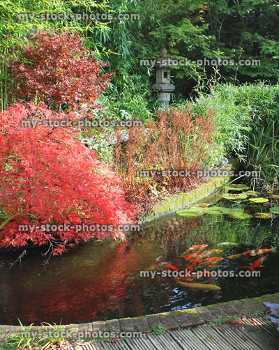 Stock image of Japanese maples with fall colours / autumn leaves, garden koi pond / koi carp