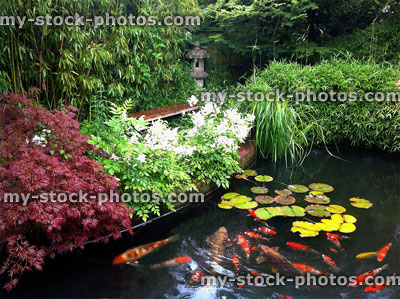 Stock image of koi pond in a domestic Japanese style garden 