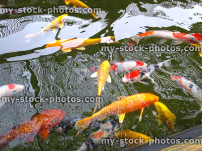 Stock image of large koi carp swimming, raised pond, high grade fish, kohaku, ogons