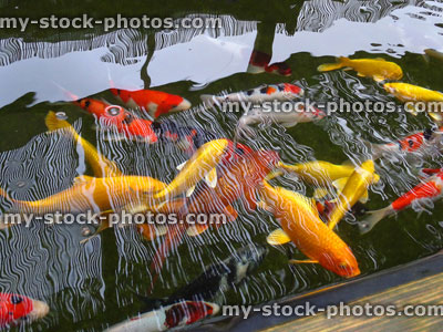 Stock image of large koi carp swimming, raised pond, high grade fish, kohaku, ogons