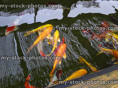 Stock image of large koi carp swimming, raised pond, high grade fish, kohaku, ogons