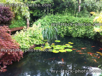 Stock image of large koi pond in Japanese garden, bamboo, maples