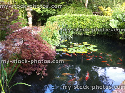 Stock image of large koi pond in Japanese garden, bamboo, maples