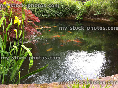 Stock image of koi carp pond in Japanese garden, bamboo, maples