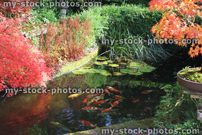 Stock image of Japanese maples with fall colours / autumn leaves, garden koi pond / koi carp