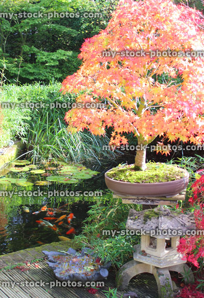 Stock image of Japanese maples, bonsai tree fall colours / autumn leaves, garden koi pond / koi carp