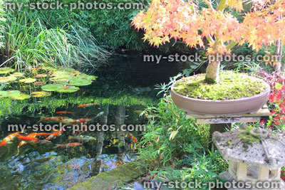 Stock image of Japanese maples with fall colours / autumn leaves, garden koi pond / koi carp