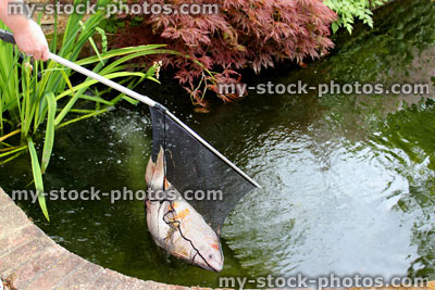 Stock image of kujaku koi carp being caught in pond net