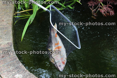 Stock image of kujaku koi carp being caught in pond net