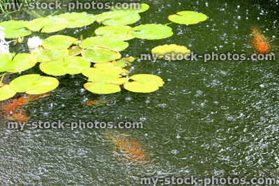 Stock image of garden pond with koi carp, rainy weather, raindrops