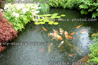 Stock image of koi pond in rainy weather, koi carp feeding