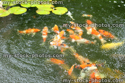 Stock image of koi pond in rainy weather, koi carp feeding