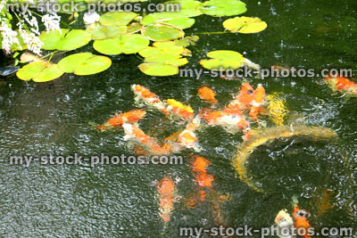 Stock image of koi pond in rainy weather, koi carp feeding