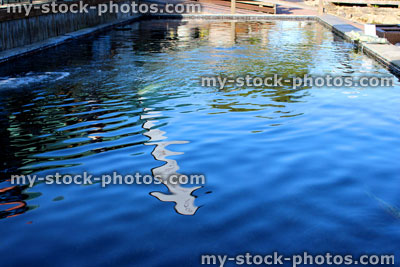 Stock image of large rectangular koi pond in garden, clear water