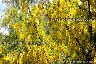 Stock image of bright yellow laburnum tree flowers in garden (golden chain)