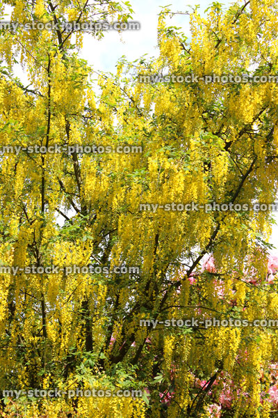 Stock image of bright yellow laburnum flowers in garden (golden chain tree)