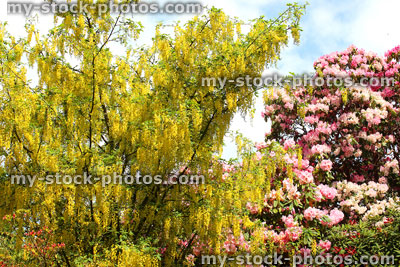 Stock image of bright yellow laburnum flowers in garden, with pink rhododendron shrub