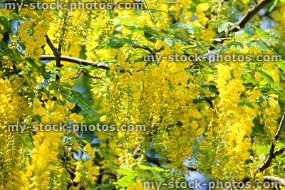 Stock image of bright yellow laburnum flowers against sky (golden chain tree)