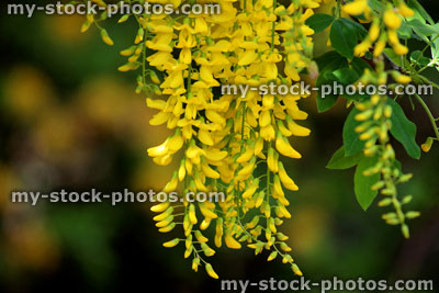 Stock image of bright yellow laburnum tree flowers in garden (golden chain)