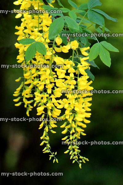 Stock image of bright yellow laburnum flowers in garden (golden chain tree)