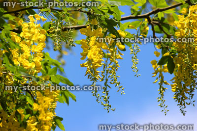 Stock image of bright yellow laburnum flowers against sky (golden chain tree)