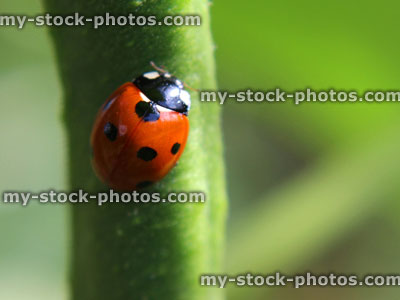 Stock image of seven spot ladybird (Coccinella septempunctata), red and black ladybird
