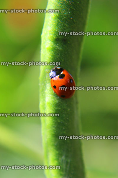 Stock image of seven spot ladybird (Coccinella septempunctata), red and black ladybird