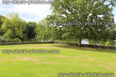Stock image of English oak tree growing by lake, stone wall