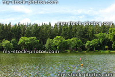 Stock image of lake in sunshine, with conifer forest trees background